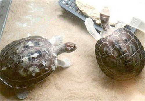 咸水泥彩龟的品种简介