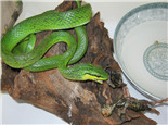 绿锦蛇的形态特征