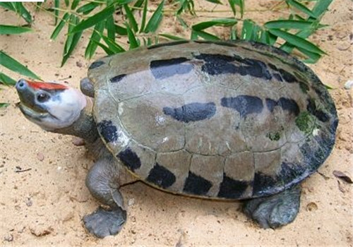 咸水泥彩龟的生活环境