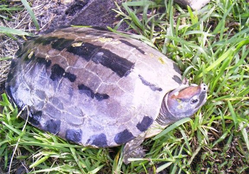 咸水泥彩龟的外观特征