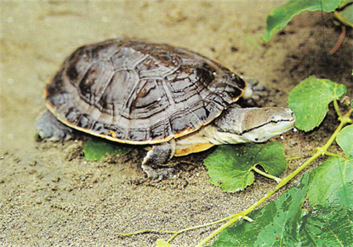 希氏蟾龟的品种简介