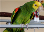 绿颊亚马逊鹦鹉的饲养知识
