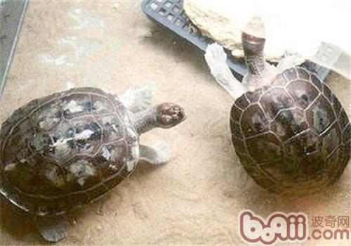 咸水泥彩龜的品種簡介