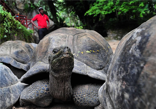 亚达伯拉象龟的生活环境