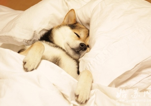 狗狗睡觉需要盖被子吗