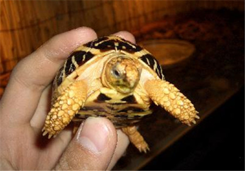 印度星龟的饲养要点