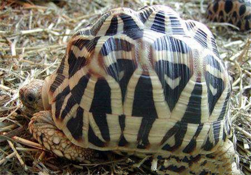印度星龟的外观特征