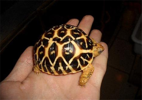 印度星龟的品种简介