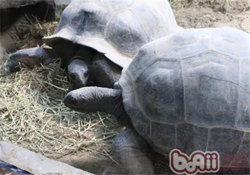 亚达伯拉象龟的护理知识