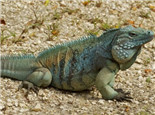 蓝岩鬣蜥的生活环境