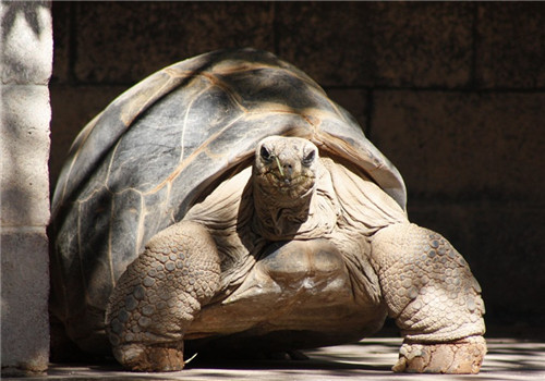 亚达伯拉象龟的饲养要点