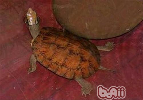 眼斑水龜的品種簡介