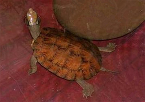眼斑水龟的品种简介