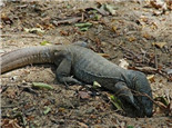 孟加拉巨蜥的饲养知识