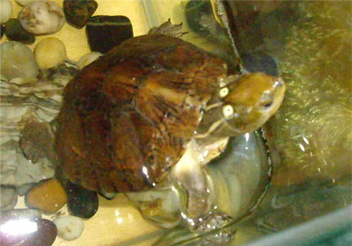 眼斑水龜的護理知識