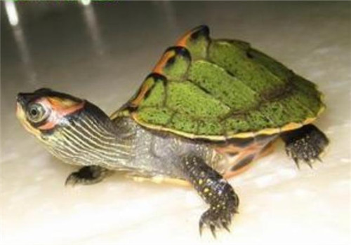 印度棱背龟的外观特征