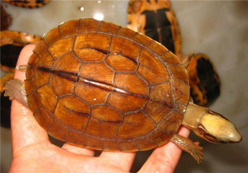 眼斑水龟的外观特征