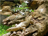 孟加拉巨蜥的栖息环境