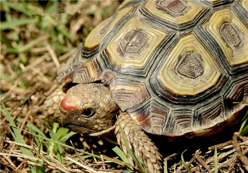 鹰嘴陆龟的护理知识|爬虫养护-波奇网百科大全