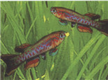 五彩琴尾鱼的外形特点