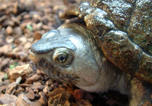 亞馬遜泥龜的護理知識