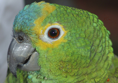 黄颈亚马逊鹦鹉的形态特征