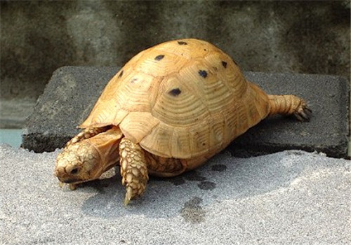 印度陆龟的外观特征