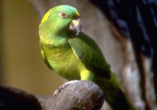 黄颈亚马逊鹦鹉的生活环境如何