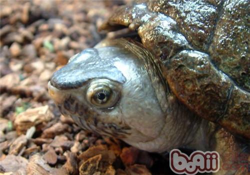 亚马逊泥龟的护理知识