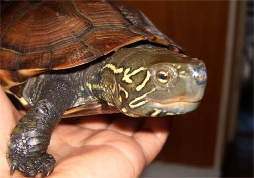 中华草龟的品种简介