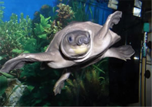 猪鼻龟也叫猪鼻鳖,是一种背甲不具备硬壳的龟鳖类动物,高度水栖