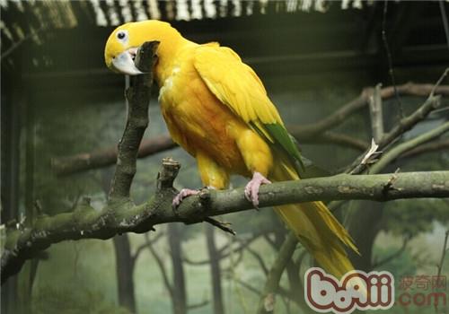 金黃錐尾鸚鵡的品種簡介
