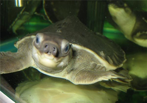 猪鼻龟的外观特征