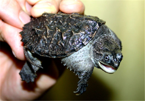 中美拟鳄龟的外观特征