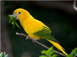 金黄锥尾鹦鹉的生活环境