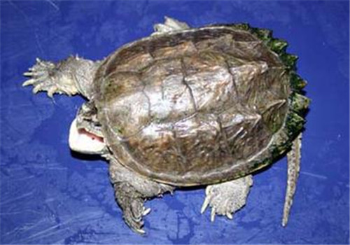 中美拟鳄龟的饲养要点