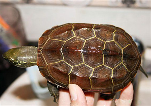 中华草龟的外观特征