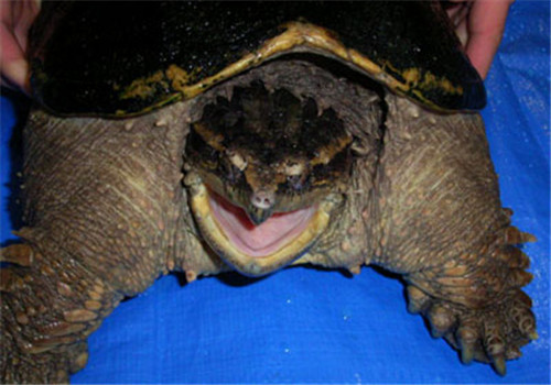 中美拟鳄龟的品种简介