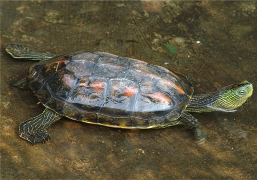 中华花龟的外观特征