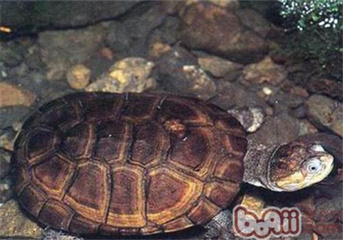 沼澤側頸龜的生活環境