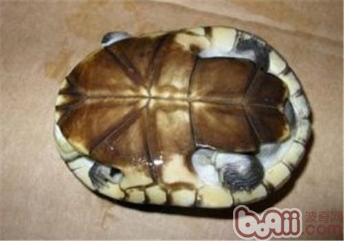 沼澤側頸龜的護理知識
