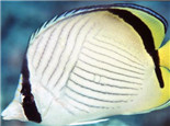 斜紋蝴蝶魚的外形特點