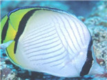 斜紋蝴蝶魚的飼養環境