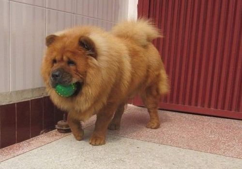 如家有犬瘟狗半年内不要再养狗