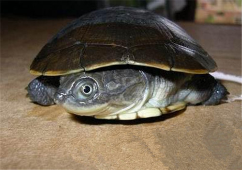 沼泽侧颈龟的品种简介