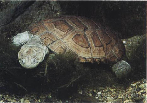 沼泽侧颈龟的形态特征