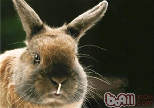 警惕宠物兔牙齿疾病