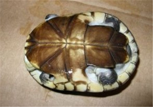 沼澤側頸龜的護理知識