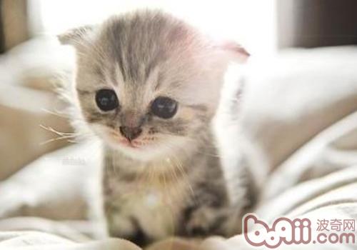 猫生病打喷嚏怎么办