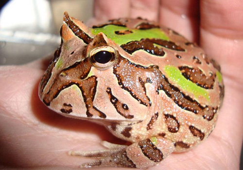 南美角蛙形态特征